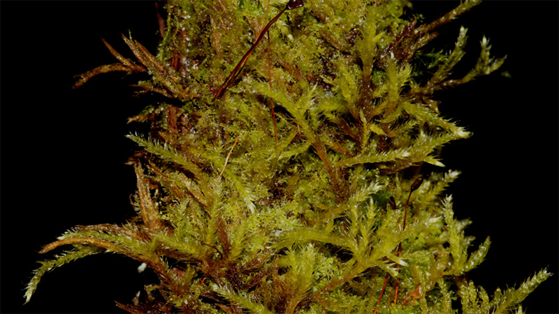 Brachythecium campestre